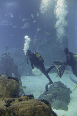 Aquarium diver during maintenance