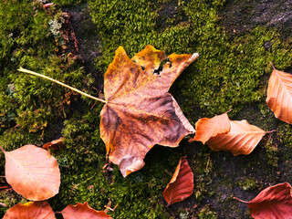 Jesienny liść klonu na zielonym mchu