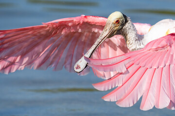 A roseate spoonbill flaps its wings while foraging at the edge of a lake in Orlando, Florida. - obrazy, fototapety, plakaty