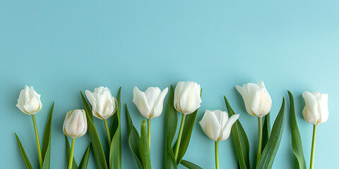 A row of elegant white tulips aligned against a calming blue background, giving off a tranquil and harmonious vibe perfect for serene settings
