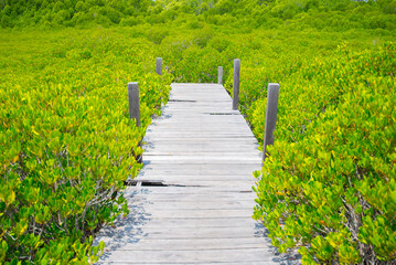 wooden bridge in the mangrove forest
