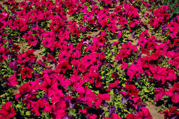 pink magenta Petunia flowers. Flower Bed full frame. outdoor petunias a lot in summer day. family...