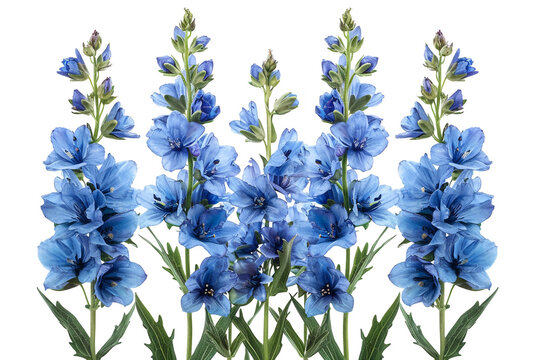 Miniature delphinium bundle, tall and stately, isolated on transparent.