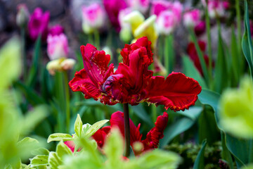 Tulip in macro