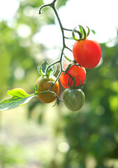 branch with fresh red ripe and unripe green tomatoes close up, natural abstract background....