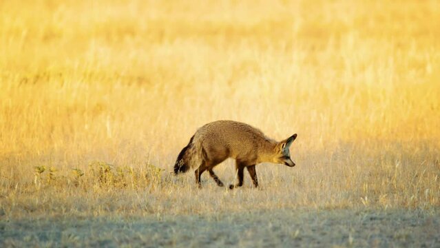 Bat Eared Foxes (Otocyon megalotis) In Dry Kalahari Grass Landscape Hunting Botswana