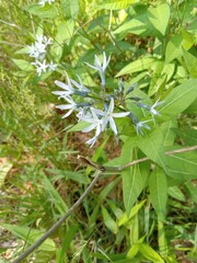 Cluster of white flowers with 5 thin white petals, white flowers bunched together