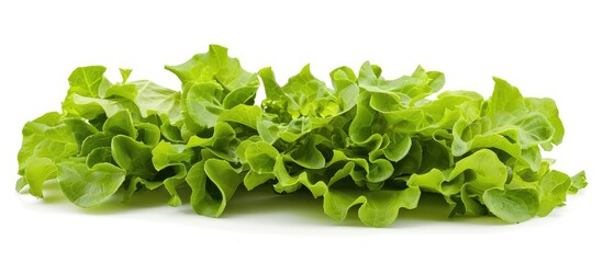 Fresh lettuce leaves in a high-resolution image, isolated on a white background, suitable for creative design purposes.