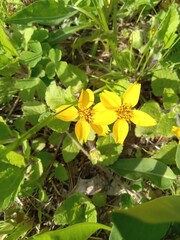 Small, cheery yellow flowers, two yellow flowers close together