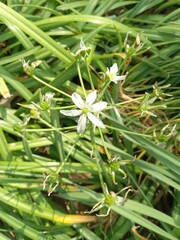 Small white flower, surrounded by starry array of buds 
