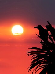 silhouette of a bird on the sunset