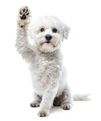 Obraz premium Bichon frise dog giving high five isolated on transparent background