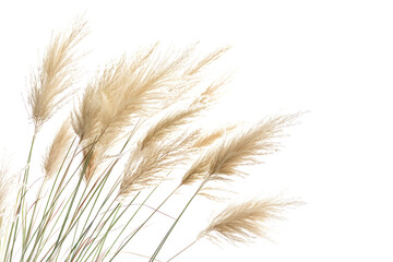 Fototapeta premium grass flower isolated on white background