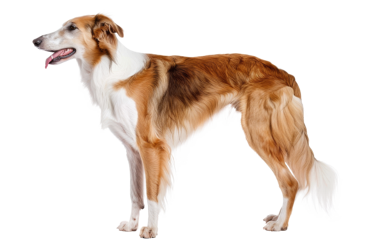 Borzoi dog standing isolated on transparent background