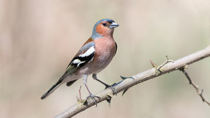 robin perched on a branch