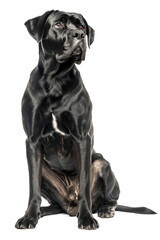 Fototapeta premium Cane corso dog sitting isolated on transparent background