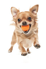 Obraz premium Chihuahua dog playing with ball isolated on transparent background