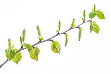 A branch of a tree with lush green leaves. Suitable for nature and environmental concepts