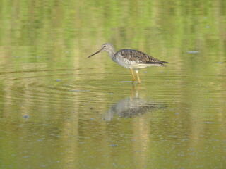 A greater yellowlegs wading through the wetland water in search of aquatic invertebrates to eat. Bombay Hook National Wildlife Refuge, Kent County, Delaware.