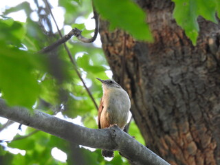 A Carolina wren perched on a branch within a woodland forest. Bombay Hook National Wildlife Refuge, Kent County, Delaware. 