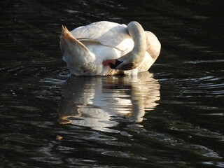 A mute swan preening, grooming its feathers, within the wetland waters of the Bombay Hook National...