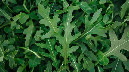 Fototapeta premium fresh arugula leaves top view