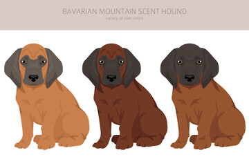 Bavarian mountain scent hound puppy clipart. Different coat colors and poses set - 788567423