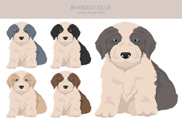 Bearded Collie dog puppy clipart. All coat colors set.  Different position. All dog breeds characteristics infographic - 788567450
