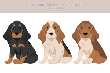 Black and tan Virginia Foxhound puppy clipart. Different coat colors and poses set - 788567610