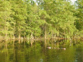 A family of Canadian geese swimming in a wetland pond. Bombay Hook National Wildlife Refuge, Kent County, Delaware.