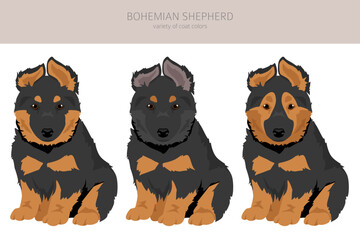 Bohemian Shepherd dog puppy clipart. All coat colors set.  Different position. All dog breeds characteristics infographic - 788567890