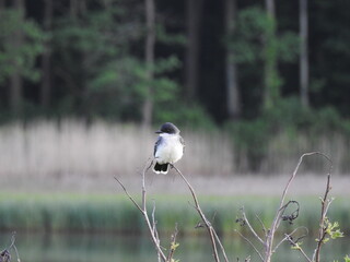 Eastern kingbird perched on branch at the Bombay Hook National Wildlife Refuge, Kent County,...