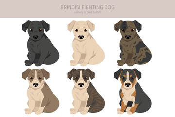 Brindisi fighting dog puppy clipart. Different coat colors and poses set - 788568224