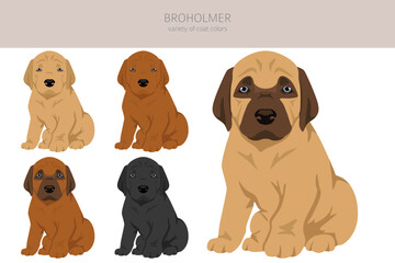Broholmer puppy clipart. Different coat colors and poses set