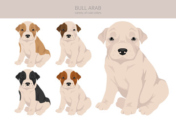 Bull Arab puppy clipart. Different coat colors and poses set - 788568285