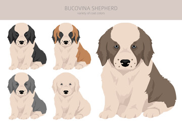 Bucovina shepherd_4 - 788568287