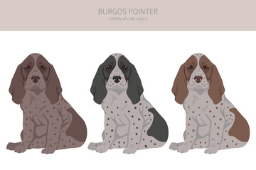 Burgos Pointer puppy clipart. Different coat colors and poses set - 788568401