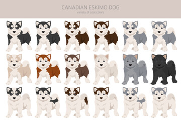 Canadian Eskimo dog puppy clipart. Different poses, coat colors set
