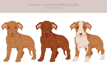 Canary Island Warren hound puppy  clipart. Different poses, coat colors set