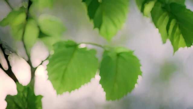 fresh green leaves in nature