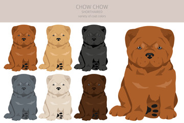 Chow chow shorthaired variety puppy clipart. Different poses, coat colors set