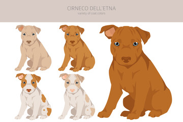 Cirneco dell Etna, Sicilian hound puppy clipart. Different poses, coat colors set - 788568697