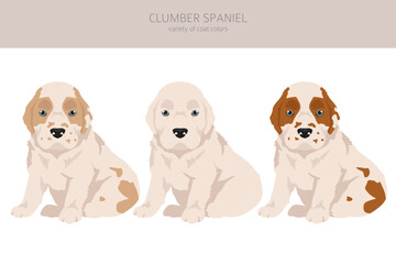Clumber spaniel puppy clipart. Different poses, coat colors set