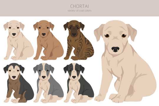 Chortai puppy clipart. Different poses, coat colors set