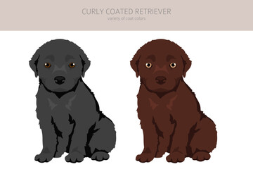 Curly coated retriever puppy clipart. Different poses, coat colors set - 788568830
