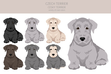 Czech terrier puppy clipart. Different poses, coat colors set