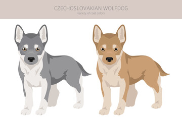 Czechoslovakian wolfdog puppy clipart. Different poses, coat colors set - 788568835