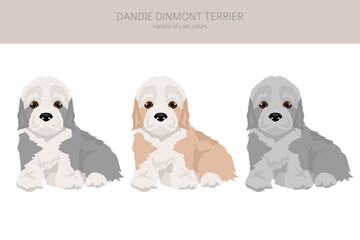 Dandie dinmont terrier puppy clipart. Different poses, coat colors set - 788568837