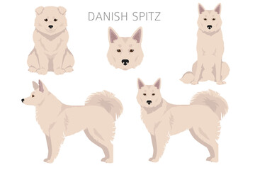 Danish Spitz clipart. Different poses, coat colors set. - 788568843