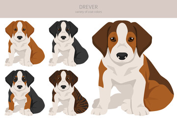Drever puppy clipart. Different poses, coat colors set